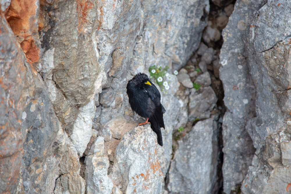 20180830 NF_Dachstein_Karl-73.jpg