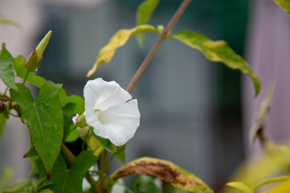 20180830 NF_Dachstein_Karl-151.jpg