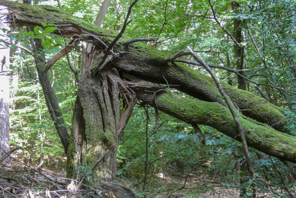 20180909 NF_Vogesenwanderung_Johannes-2.jpg