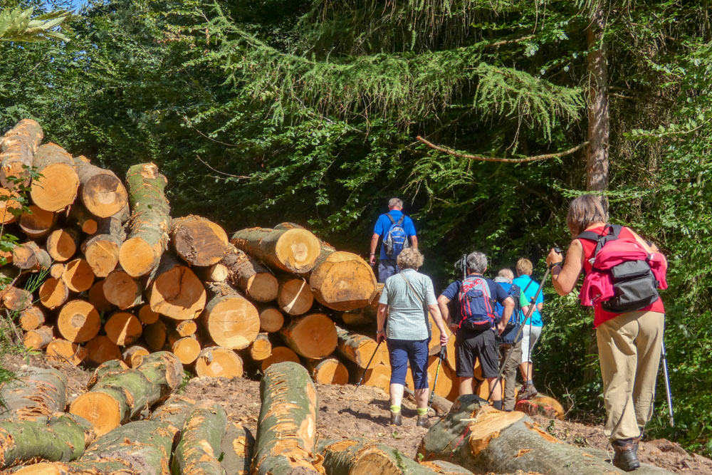 20180909 NF_Vogesenwanderung_Johannes-21.jpg
