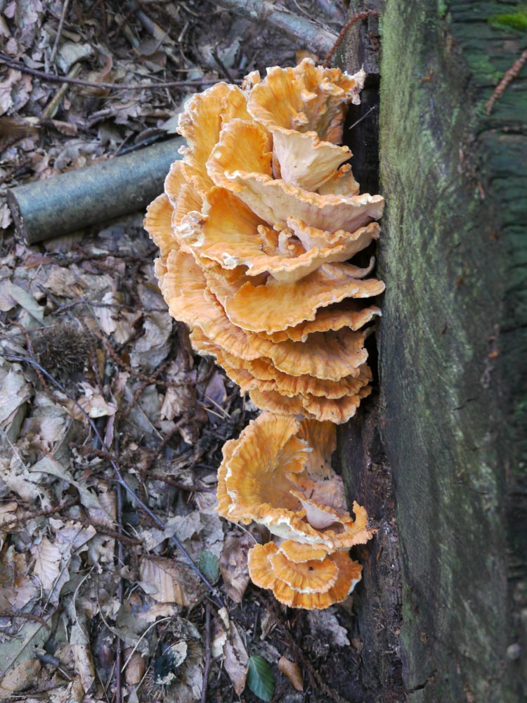 20180909 NF_Vogesenwanderung_Anke-1.jpg