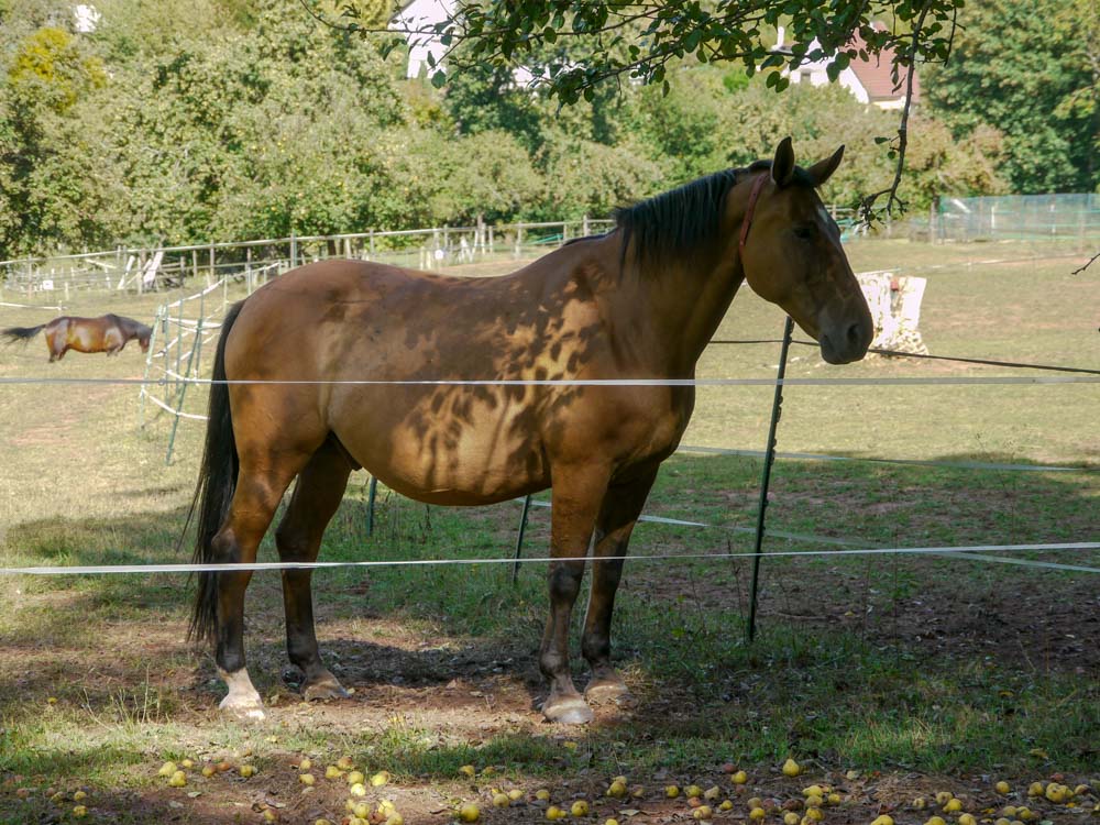 20180909 NF_Vogesenwanderung_Anke-35.jpg