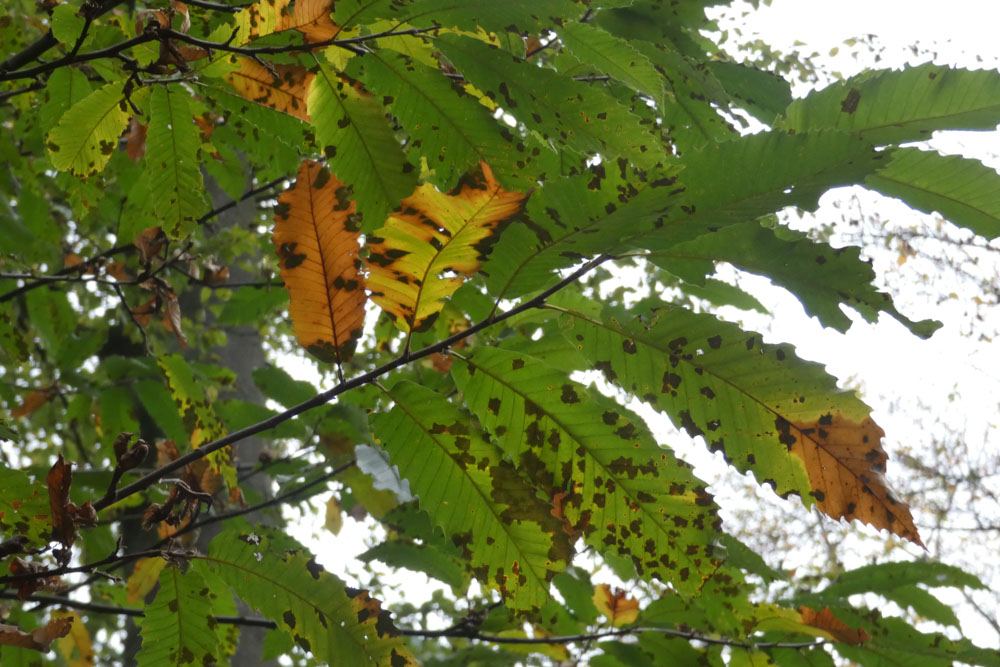 20181101 NF_Letzte Einkehr_Johannes-7.jpg