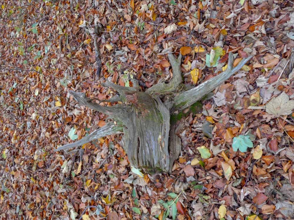 20181101 NF_Letzte Einkehr_Anke-30.jpg