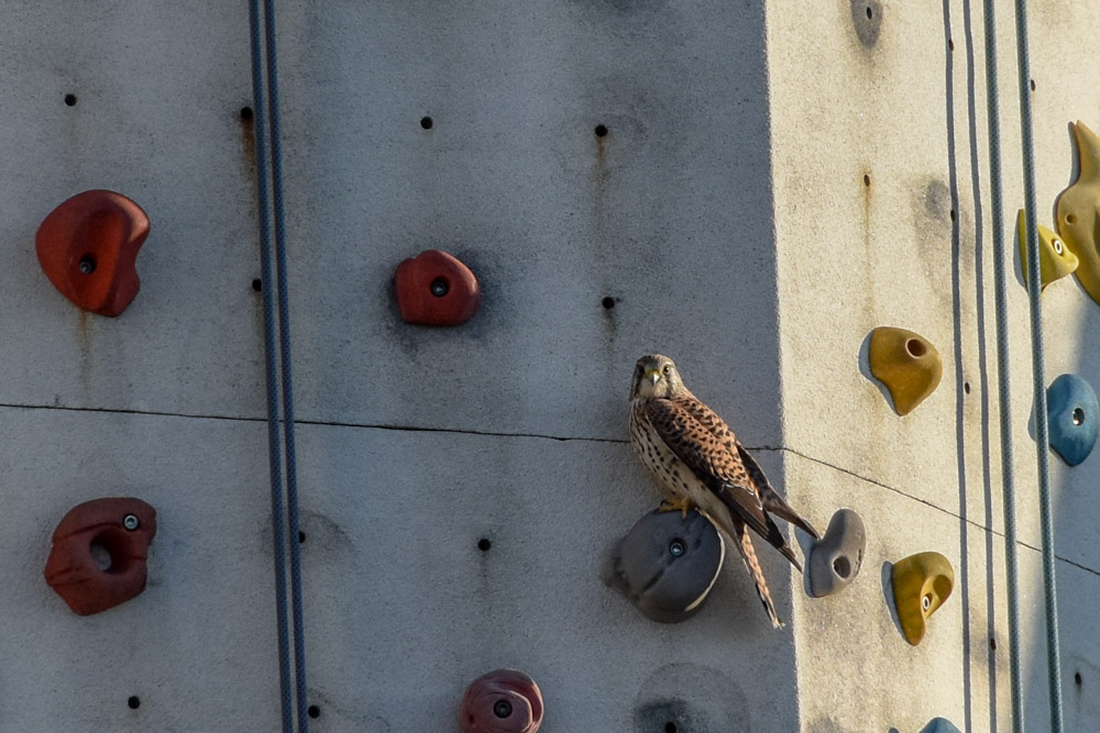 20181117 Klettern Bensheim_Michael-36.jpg