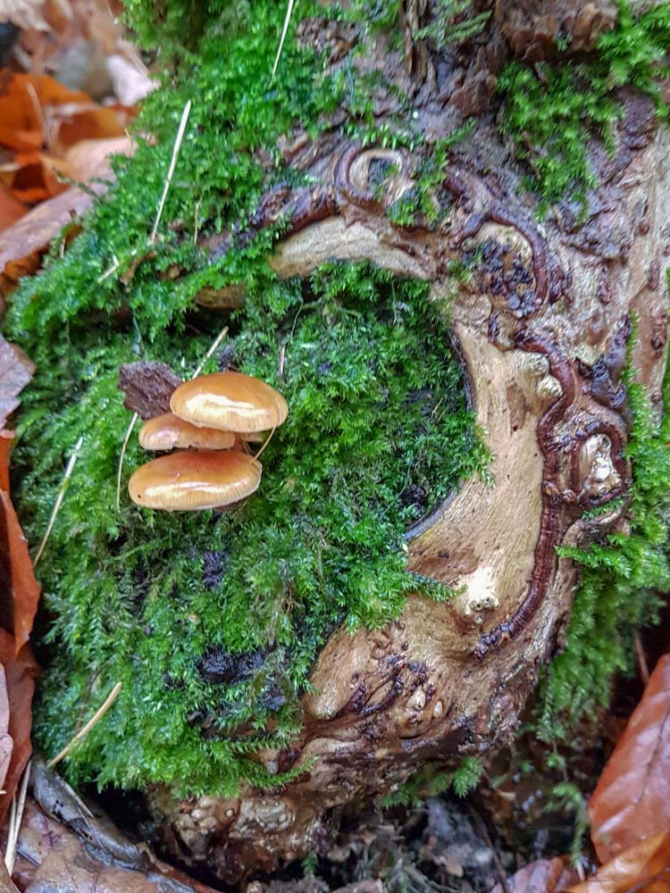 20181202 NF_Tierweihnacht_Sabine-2.jpg