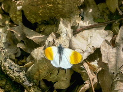 20190505 Hunsrück_Anke-4.jpg