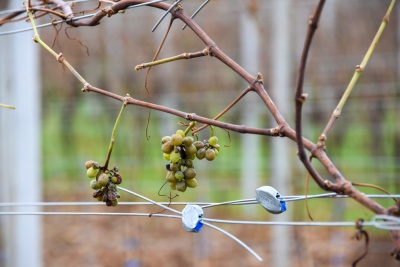 20191208 Tierweihnacht_Manu-2.jpg