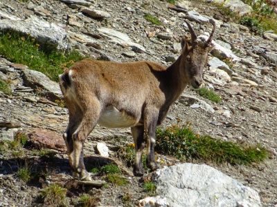 20200824 NF_Piz Bernina_Sascha-26.jpg