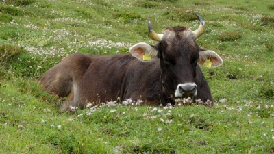 20210819 NF_Montafon_Heinz-92.jpg