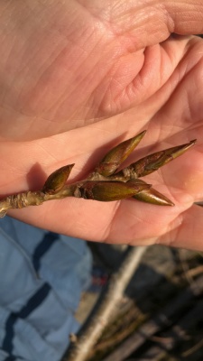 20220213 Wanderung Kühkopf-Knoblochsaue_Christine-2-3.jpg