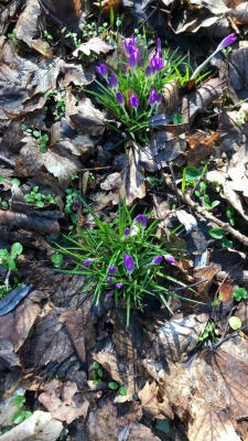 20220213 Wanderung Kühkopf-Knoblochsaue_Christine.jpg