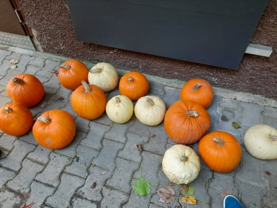 20221023 NF_Kürbisschnitzen_Anke-3.jpg