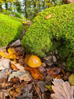 20231101 Saisonabschluss_Sabine-13.jpg