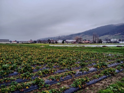 20240106 NF_Boßeln-38.jpg