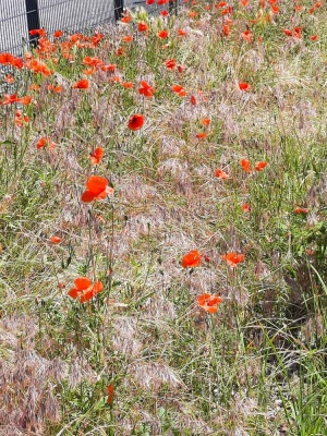 20240615 NF_Fahrradtour Lampertheim_Anke-8.jpg