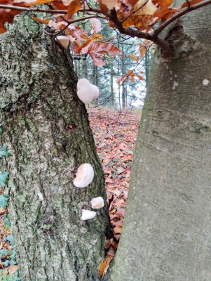 20241101 NF_Saisonabschlußwanderung_Anke-7.jpg