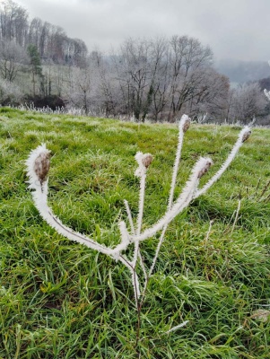 20241208 NF_Adventswanderung ins Blaue_Sabine-15.jpg