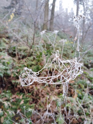 20241208 NF_Adventswanderung ins Blaue_Sabine-25.jpg