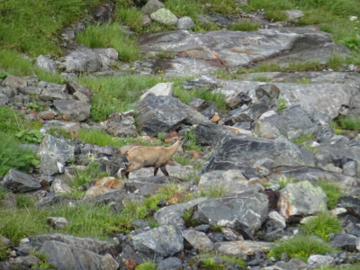 Hochgebirgstour_Zillertal_Sascha (37).jpg