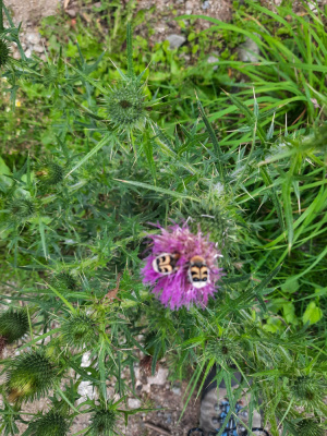 20250806 NF_Sommerfreizeit_Anke-10.jpg