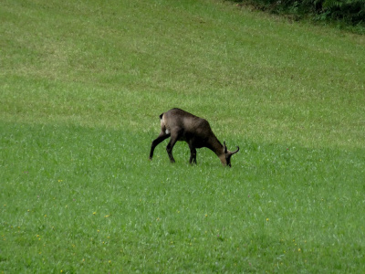 20250830 NF_Wilder Kaiser_Heinz-45.jpg