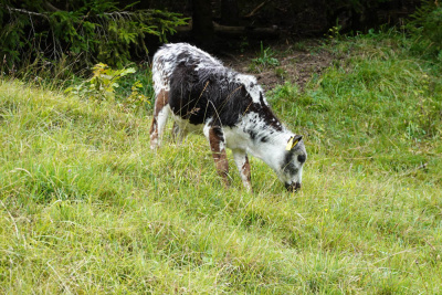 20250830 NF_Wilder Kaiser_Karl-6.jpg