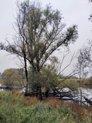 20250928 NF-Pfungstädter Moor_Sabine - 8.jpg