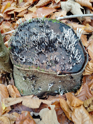 20251101 NF_Letzte Einkehr_Sabine - 6.jpg