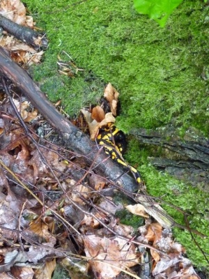 NaturErlebnistag_05-2015_051.JPG