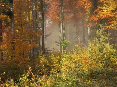 Saisonabschlusswanderung_11-2015_008.JPG