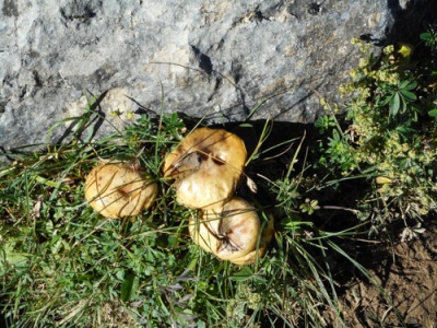 20160811_NF-FF_Steinbockrunde_Anke Kiessling_45140389.jpg