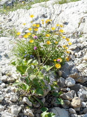 20160811_NF-FF_Steinbockrunde_Anke Kiessling_45140505.jpg