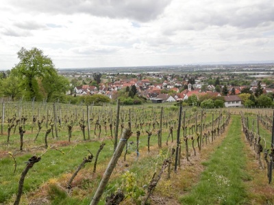 20170423 NF_Blütenwegfest_KN-37.jpg