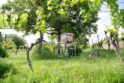 20170520_NF Einweihung Garten_Karl-24.jpg