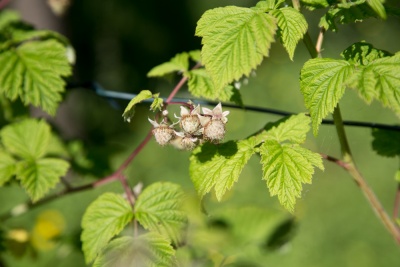 20170520_NF Einweihung Garten_Karl-82.jpg
