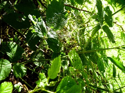 20170525 NF_Vatertag_Sabine-37.jpg