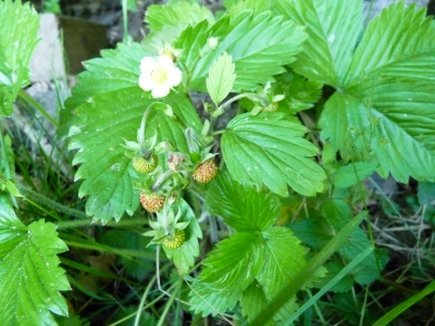 20170525 NF_Vatertag_Sabine-39.jpg