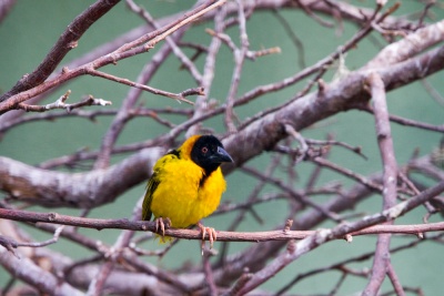 20170730 Fotogruppe_Zoo_Anke-35.jpg