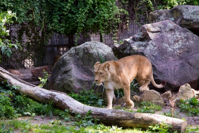 20170730 Fotogruppe_Zoo_Anke-79.jpg