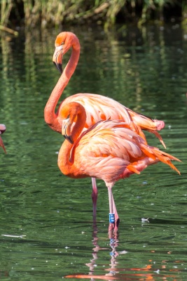 20170730 Fotogruppe_Zoo_Karl-52.jpg