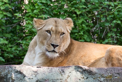 20170730 Fotogruppe_Zoo_Karl-132.jpg