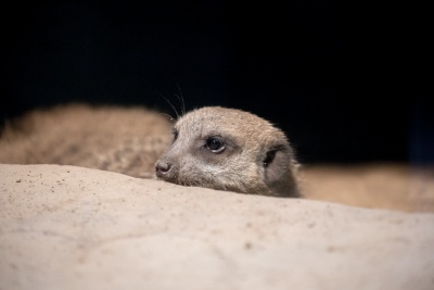 20170730 Fotogruppe_Zoo_Karl-177.jpg