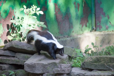 20170730 Fotogruppe_Zoo_Karl-196.jpg
