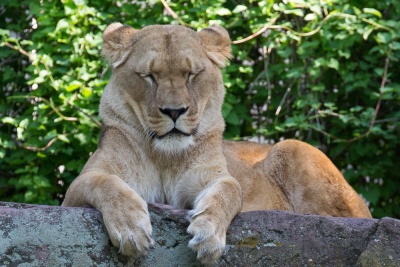 20170730 Fotogruppe_Zoo_Karl-214.jpg