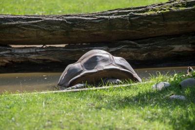 20170730 Fotogruppe_Zoo_Karl-287.jpg