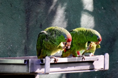 20170730 NF_Zoo_Bärbel-30.jpg