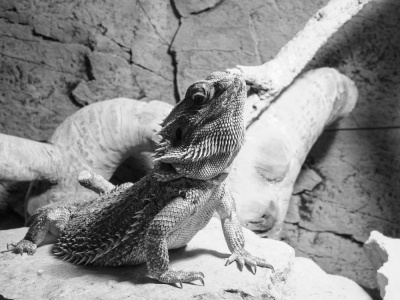 20170730 Fotogruppe_Zoo_Sabine-169.jpg