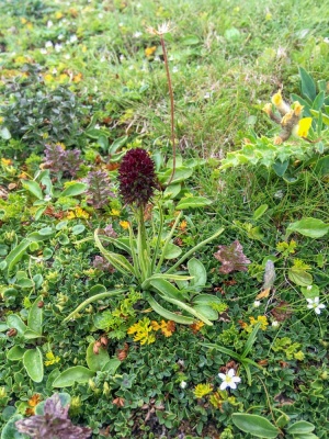 20170804 NF_Hochgebirge Brandner-Runde_Michael-235.jpg