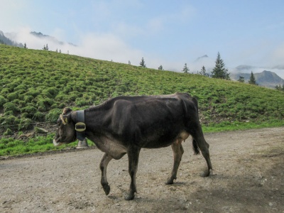 20170905 NF_Bregenzer Wald_Hilde-46.jpg